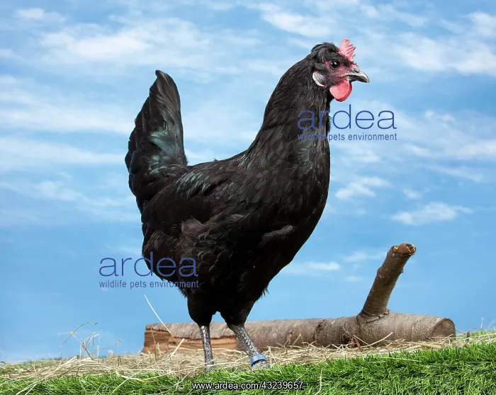 : Caumont Chicken hen : Caumont Chicken hen