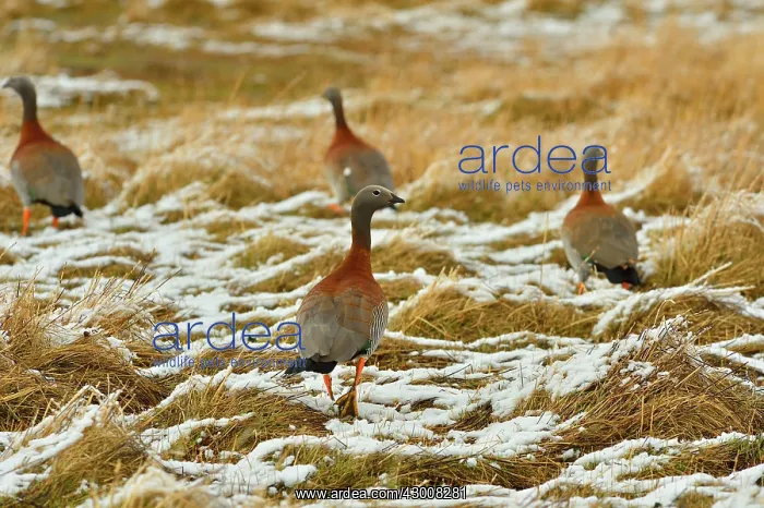 : Cauquen (Chloephaga sp.). on snow covered field - Santa Cruz : Cauquen (Chloephaga sp.). on snow covered field - Santa Cruz