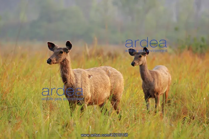  : Cautious Sambar Deers approaching, Corbett