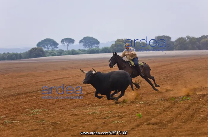  : Cavalier after a bull in a field Andalusia Spain
