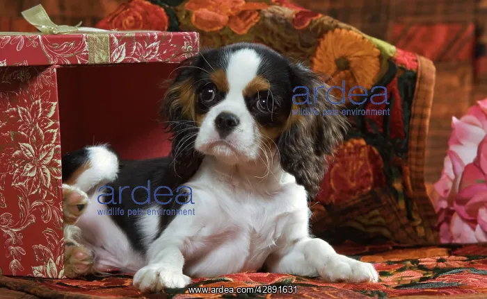  : Cavalier King Charles Dog - puppy