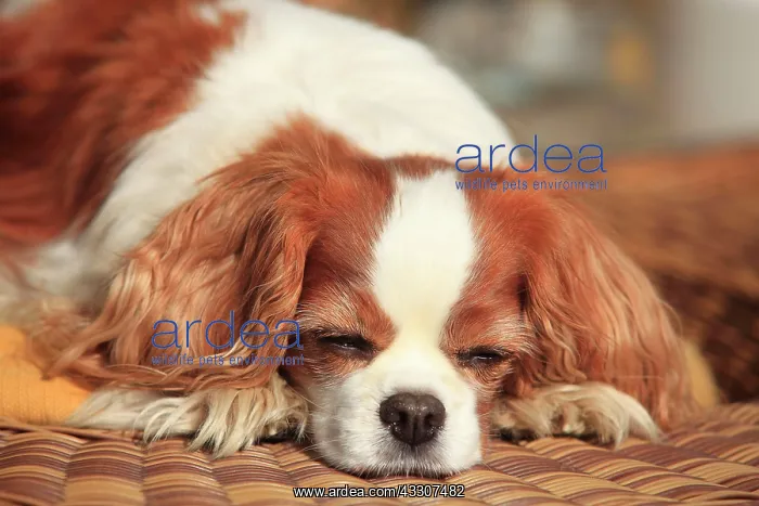 : Cavalier King Charles Spaniel, bitch, Blenheim white-brown : Cavalier King Charles Spaniel, bitch, Blenheim white-brown