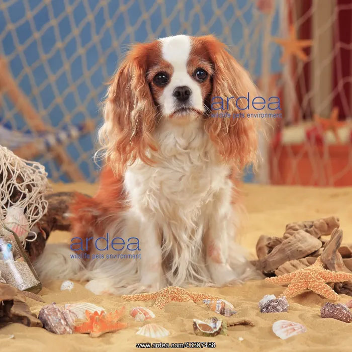 : Cavalier King Charles Spaniel, bitch, Blenheim white-brown : Cavalier King Charles Spaniel, bitch, Blenheim white-brown