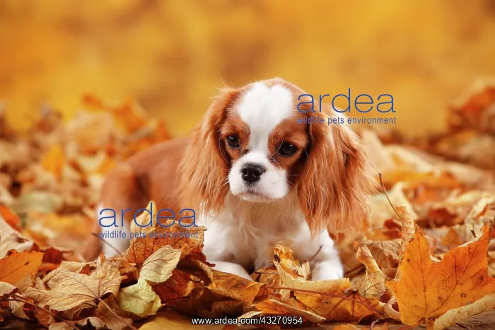 : Cavalier King Charles Spaniel, bitch, Blenheim : Cavalier King Charles Spaniel, bitch, Blenheim