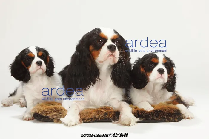 : Cavalier King Charles Spaniel, bitch with two puppies : Cavalier King Charles Spaniel, bitch with two puppies