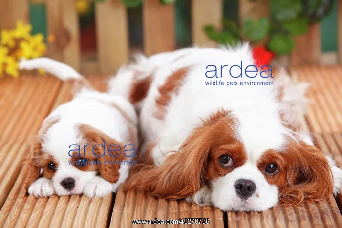 : Cavalier King Charles Spaniel, bitch and puppy : Cavalier King Charles Spaniel, bitch and puppy