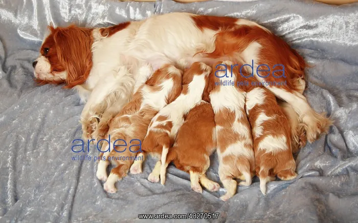 : Cavalier King Charles Spaniel, bitch suckling puppies : Cavalier King Charles Spaniel, bitch suckling puppies