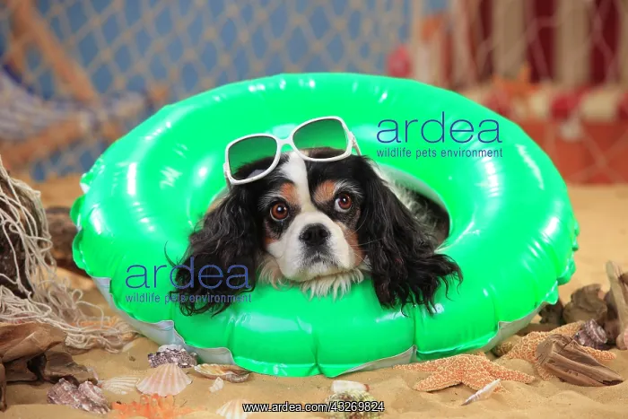 : Cavalier King Charles Spaniel, bitch, tricolour : Cavalier King Charles Spaniel, bitch, tricolour