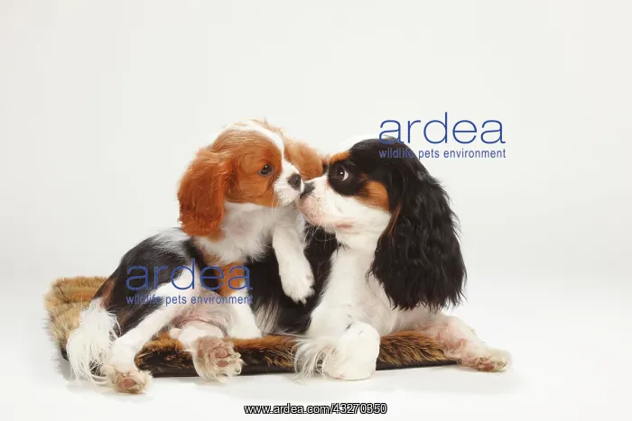  : Cavalier King Charles Spaniel, bitch, tricolour