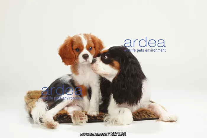 : Cavalier King Charles Spaniel, bitch, tricolour : Cavalier King Charles Spaniel, bitch, tricolour