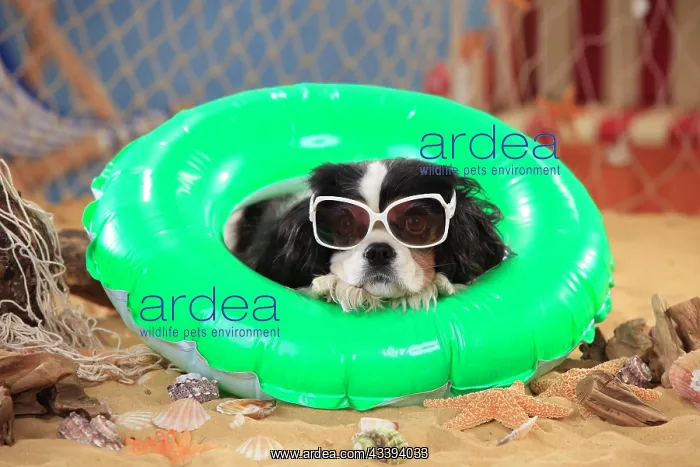 : Cavalier King Charles Spaniel, bitch, tricolour : Cavalier King Charles Spaniel, bitch, tricolour