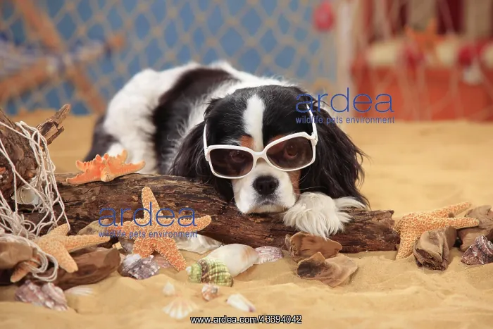 : Cavalier King Charles Spaniel, bitch, tricolour : Cavalier King Charles Spaniel, bitch, tricolour