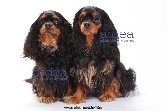: Cavalier King Charles Spaniel, two bitches, black-and-tan : Cavalier King Charles Spaniel, two bitches, black-and-tan