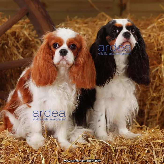 : Cavalier King Charles Spaniel, two bitches, Blenheim : Cavalier King Charles Spaniel, two bitches, Blenheim