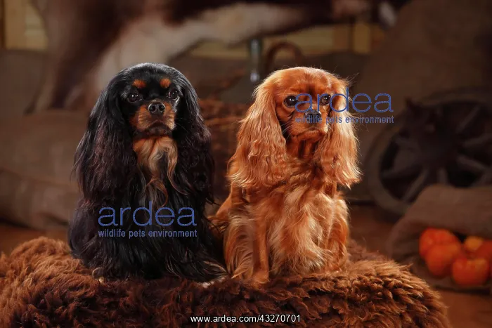 : Cavalier King Charles Spaniel, black-and-tan and : Cavalier King Charles Spaniel, black-and-tan and