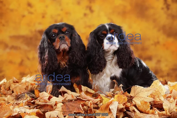  : Cavalier King Charles Spaniel, black-and-tan and