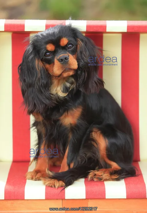  : Cavalier King Charles Spaniel, black-and-tan, female