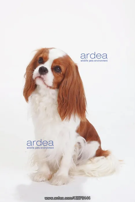 : Cavalier King Charles Spaniel, Blenheim, white-brown : Cavalier King Charles Spaniel, Blenheim, white-brown