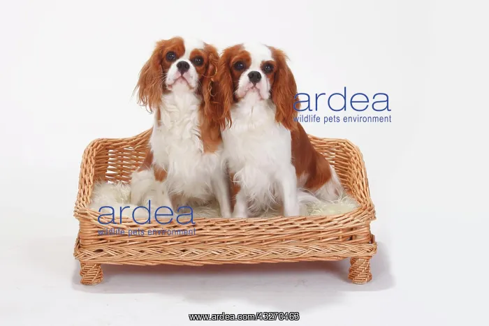 : Cavalier King Charles Spaniel, Blenheim, white-brown : Cavalier King Charles Spaniel, Blenheim, white-brown