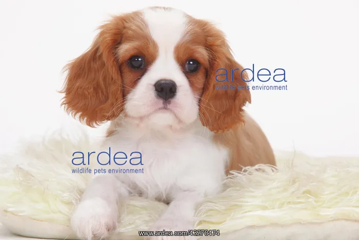 : Cavalier King Charles Spaniel, Blenheim, white-brown : Cavalier King Charles Spaniel, Blenheim, white-brown
