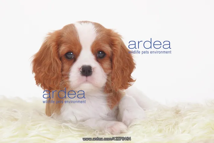 : Cavalier King Charles Spaniel, Blenheim, white-brown : Cavalier King Charles Spaniel, Blenheim, white-brown