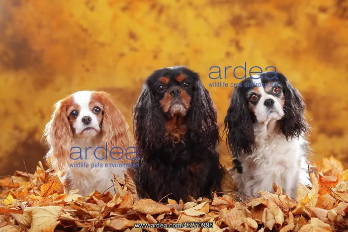 : Cavalier King Charles Spaniel, Blenheim, white-brown : Cavalier King Charles Spaniel, Blenheim, white-brown