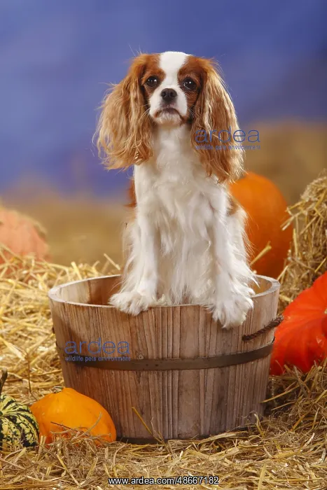 : Cavalier King Charles Spaniel, blenheim, straw, pumpkins : Cavalier King Charles Spaniel, blenheim, straw, pumpkins