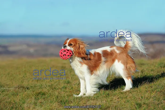 : Cavalier King Charles Spaniel, Blenheim coloured : Cavalier King Charles Spaniel, Blenheim coloured