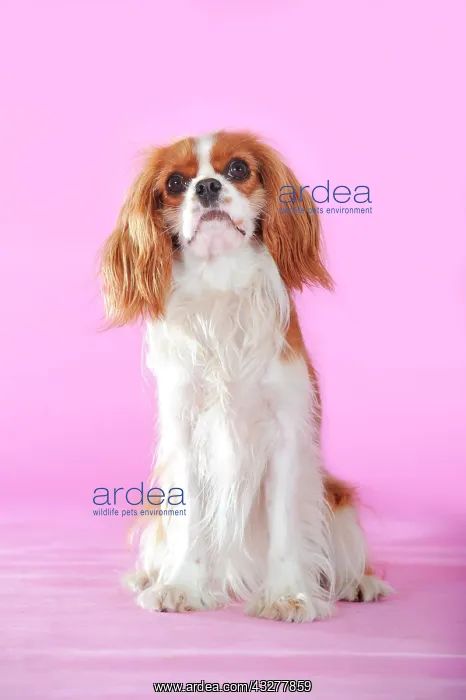 : Cavalier King Charles Spaniel, Blenheim coloured : Cavalier King Charles Spaniel, Blenheim coloured