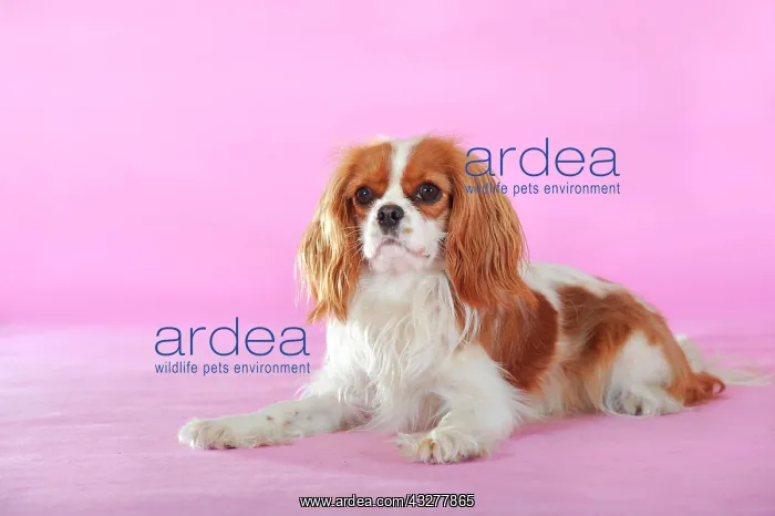 : Cavalier King Charles Spaniel, Blenheim coloured : Cavalier King Charles Spaniel, Blenheim coloured