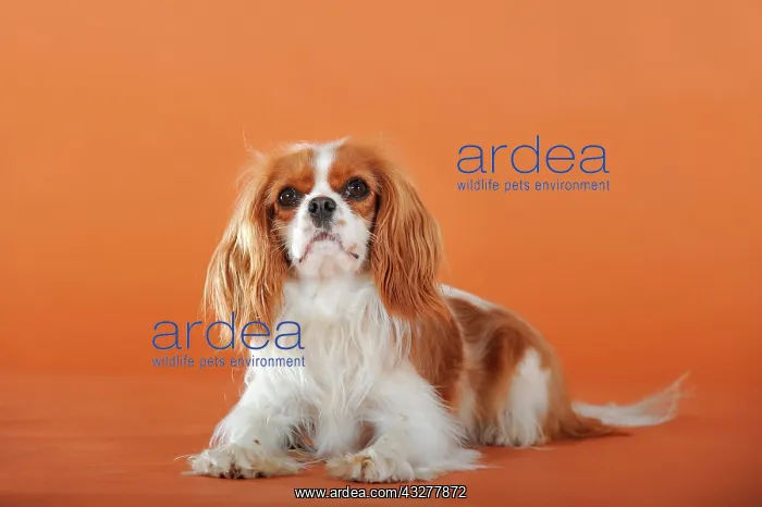 : Cavalier King Charles Spaniel, Blenheim coloured : Cavalier King Charles Spaniel, Blenheim coloured