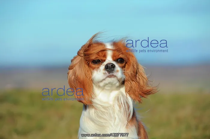 : Cavalier King Charles Spaniel, Blenheim coloured : Cavalier King Charles Spaniel, Blenheim coloured