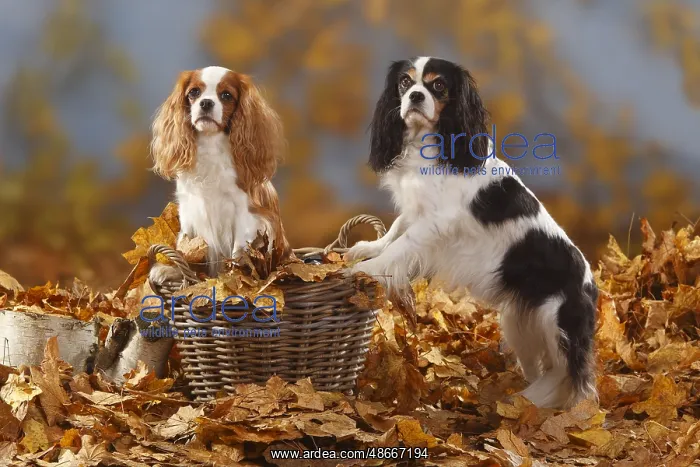  : Cavalier King Charles Spaniel, blenheim and tricolour