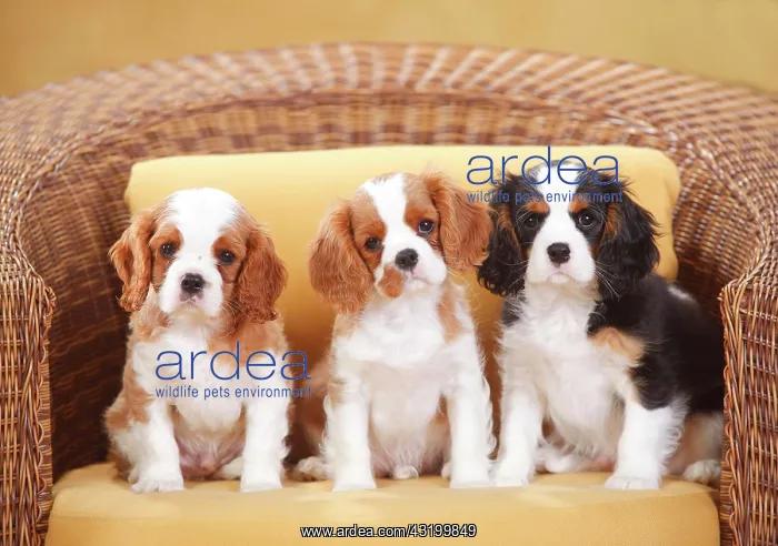 : Cavalier King Charles Spaniel, Blenheim white-brown : Cavalier King Charles Spaniel, Blenheim white-brown