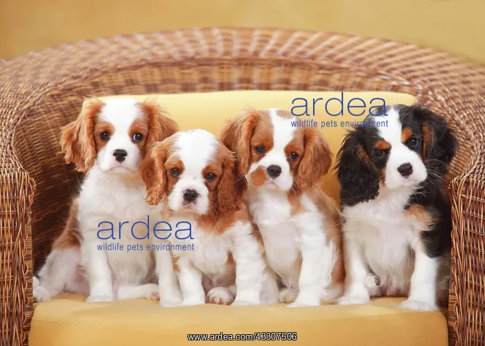 : Cavalier King Charles Spaniel, Blenheim white-brown : Cavalier King Charles Spaniel, Blenheim white-brown