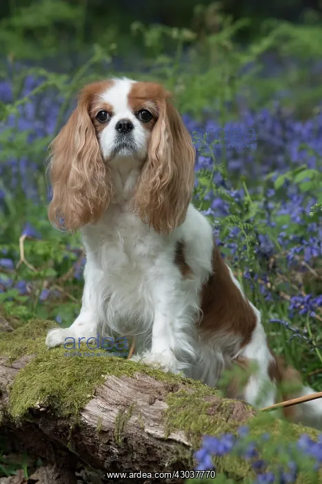  : Cavalier King Charles Spaniel in Bluebells