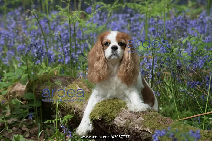  : Cavalier King Charles Spaniel in Bluebells