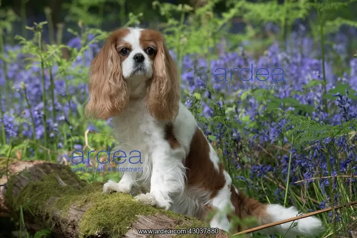  : Cavalier King Charles Spaniel in Bluebells