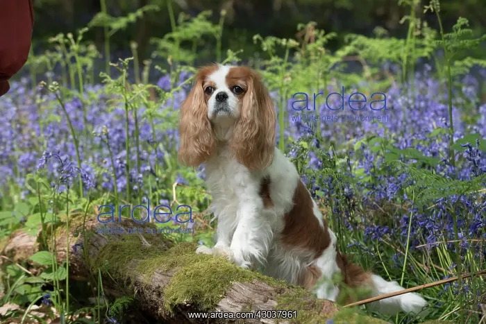  : Cavalier King Charles Spaniel in Bluebells