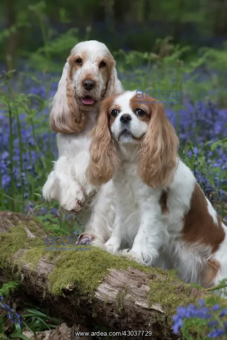 : Cavalier King Charles Spaniel and Cocker Spaniel in Blue : Cavalier King Charles Spaniel and Cocker Spaniel in Blue