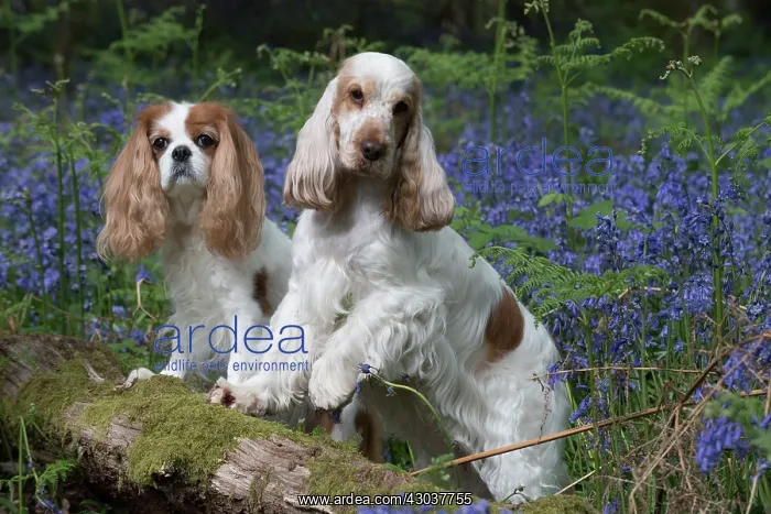 : Cavalier King Charles Spaniel and Cocker Spaniel in Blue : Cavalier King Charles Spaniel and Cocker Spaniel in Blue