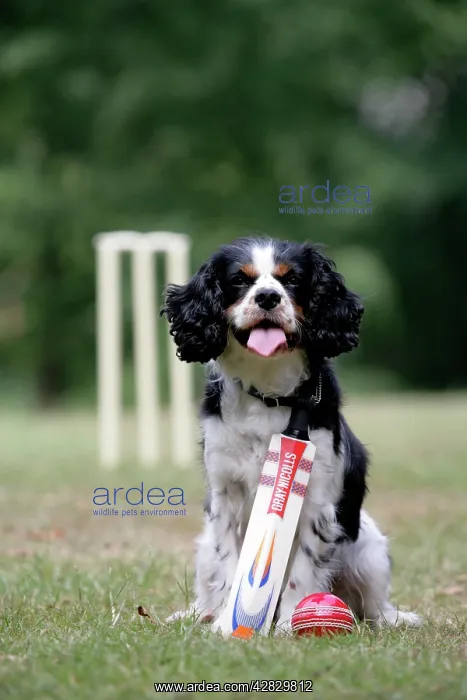 : Cavalier King Charles spaniel with cricket bat and ball : Cavalier King Charles spaniel with cricket bat and ball