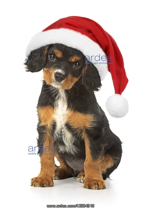  : Cavalier King Charles Spaniel Dog, 10 week old