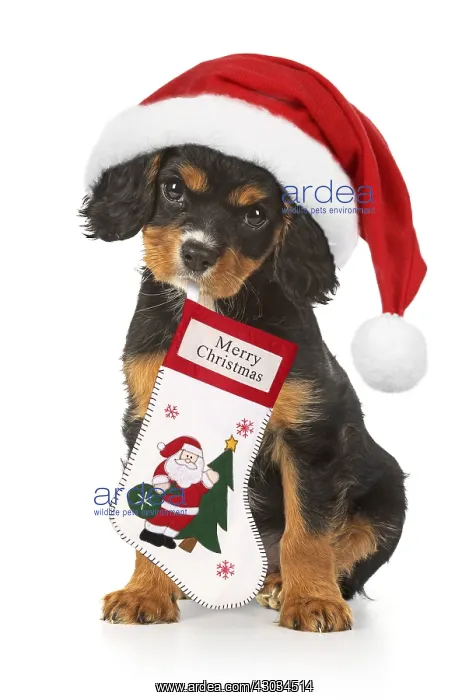  : Cavalier King Charles Spaniel Dog, 10 week old