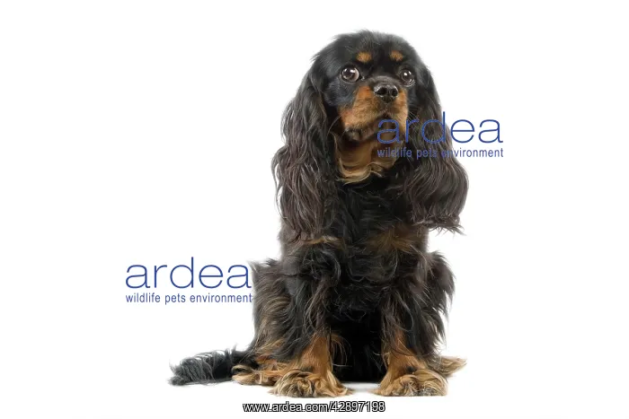  : Cavalier King Charles Spaniel Dog
