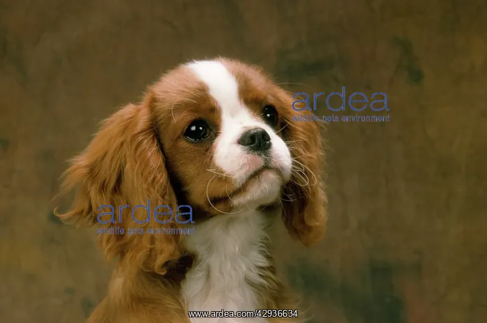  : Cavalier King Charles Spaniel Dog