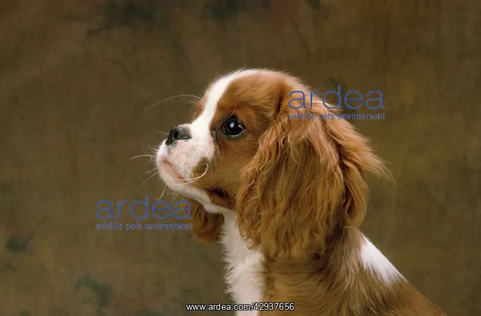  : Cavalier King Charles Spaniel Dog