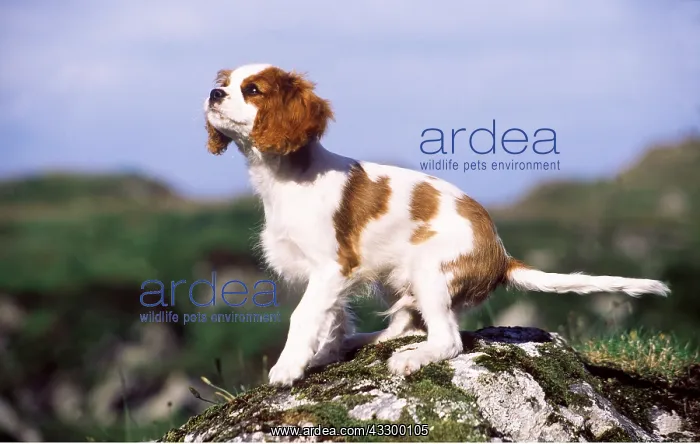 : Cavalier King Charles Spaniel DOG : Cavalier King Charles Spaniel DOG