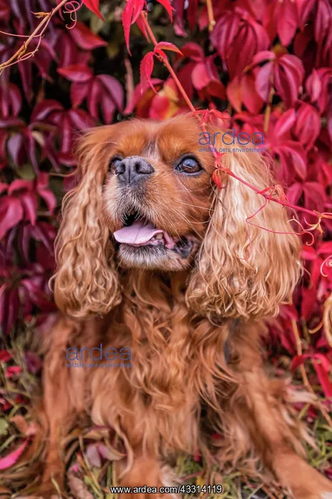 : A Cavalier King Charles Spaniel dog with brown f : A Cavalier King Charles Spaniel dog with brown f
