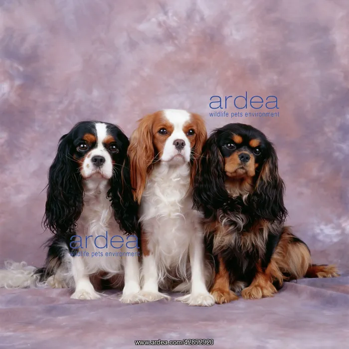 : Cavalier King Charles Spaniel Dog - three in line : Cavalier King Charles Spaniel Dog - three in line
